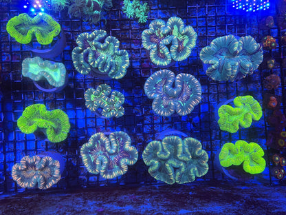 Trachy Brain Coral