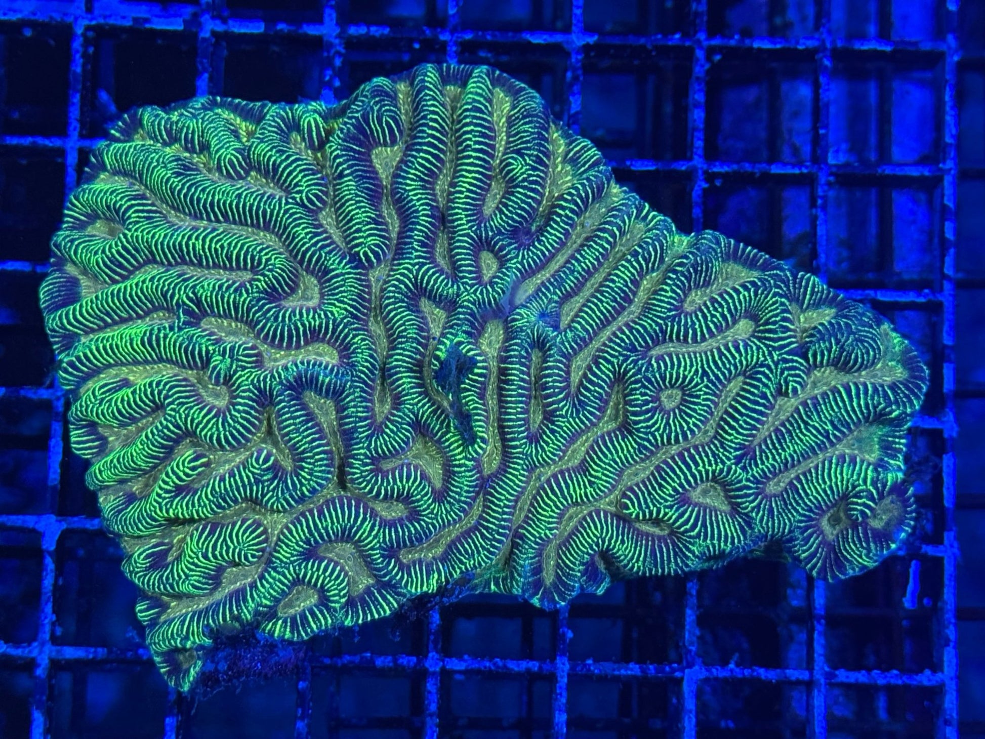 #wholesale_coral# - #saltwater_fish# #saltwater_coral# - #rare corals# - #coralsdepot# - #Corals_Depot# - #live_corals# - #eye - catching - coral# #quality_marine_fish# - #quality - marine# #discoun