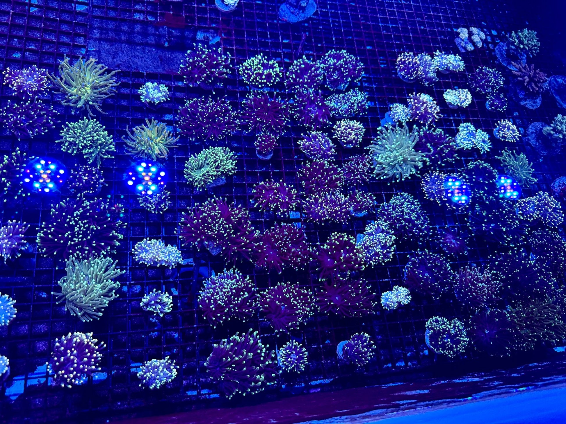 #wholesale_coral# - #saltwater_fish# #saltwater_coral# - #rare corals# - #coralsdepot# - #Corals_Depot# - #live_corals# - #eye - catching - coral# #quality_marine_fish# - #quality - marine# #discoun