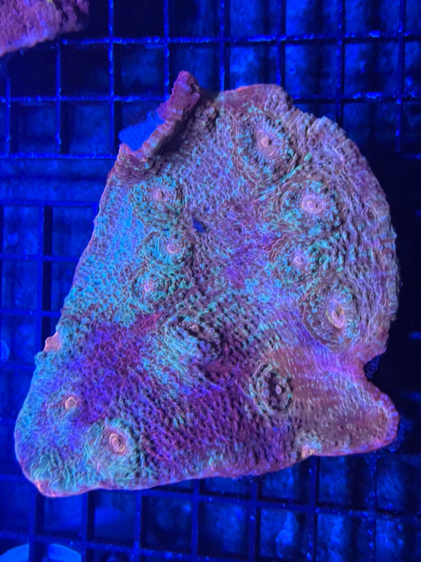 #wholesale_coral# - #saltwater_fish# #saltwater_coral# - #rare corals# - #coralsdepot# - #Corals_Depot# - #live_corals# - #eye - catching - coral# #quality_marine_fish# - #quality - marine# #discoun