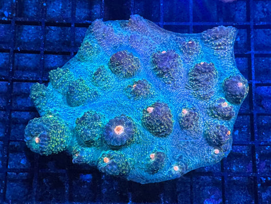 #wholesale_coral# - #saltwater_fish# #saltwater_coral# - #rare corals# - #coralsdepot# - #Corals_Depot# - #live_corals# - #eye - catching - coral# #quality_marine_fish# - #quality - marine# #discoun