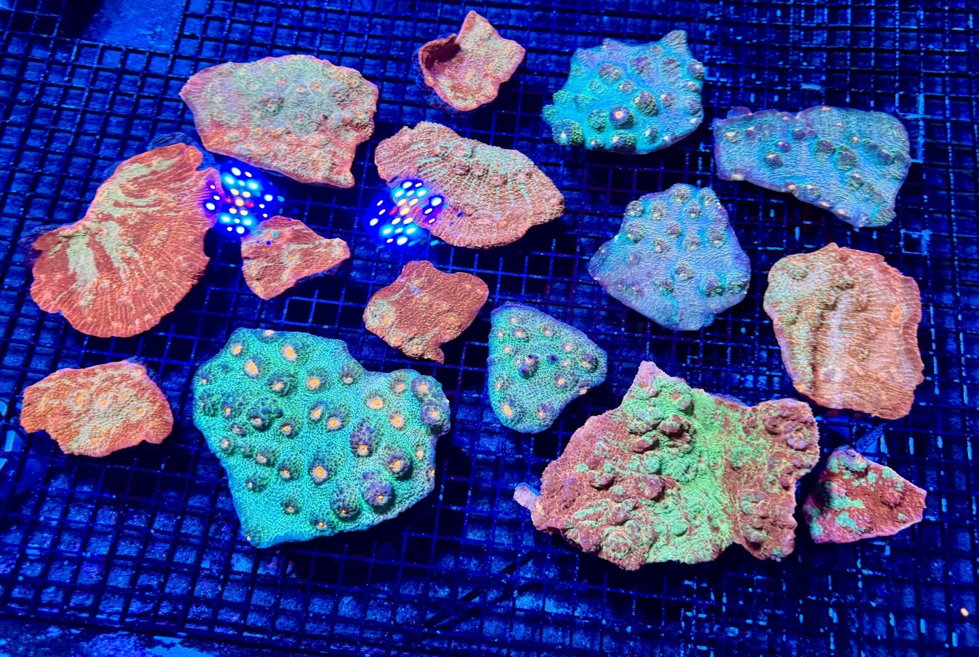 #wholesale_coral# - #saltwater_fish# #saltwater_coral# - #rare corals# - #coralsdepot# - #Corals_Depot# - #live_corals# - #eye - catching - coral# #quality_marine_fish# - #quality - marine# #discoun