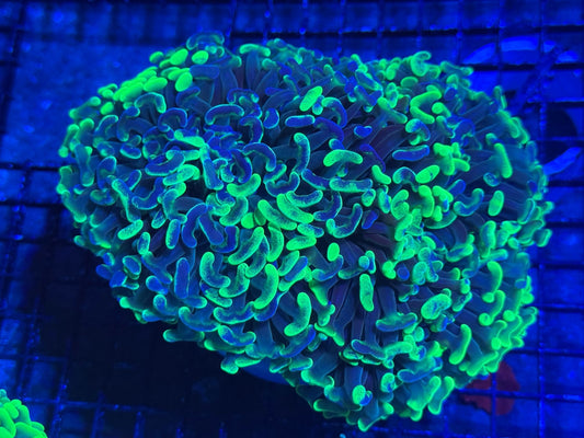 #wholesale_coral# - #saltwater_fish# #saltwater_coral# - #rare corals# - #coralsdepot# - #Corals_Depot# - #live_corals# - #eye - catching - coral# #quality_marine_fish# - #quality - marine# #discoun