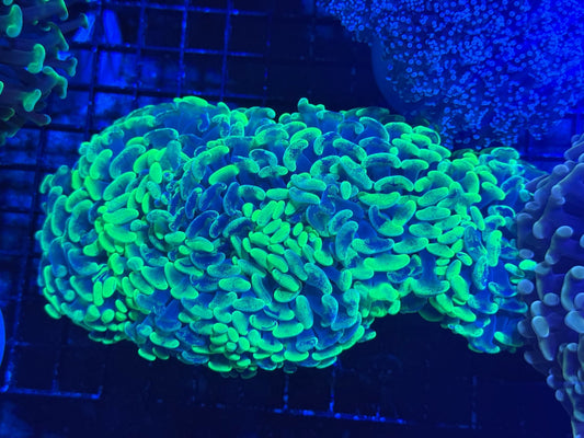 #wholesale_coral# - #saltwater_fish# #saltwater_coral# - #rare corals# - #coralsdepot# - #Corals_Depot# - #live_corals# - #eye - catching - coral# #quality_marine_fish# - #quality - marine# #discoun