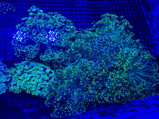 #wholesale_coral# - #saltwater_fish# #saltwater_coral# - #rare corals# - #coralsdepot# - #Corals_Depot# - #live_corals# - #eye - catching - coral# #quality_marine_fish# - #quality - marine# #discoun