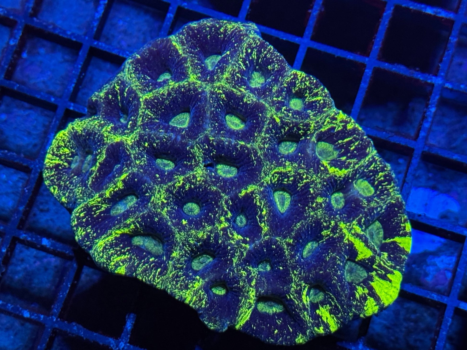 #wholesale_coral# - #saltwater_fish# #saltwater_coral# - #rare corals# - #coralsdepot# - #Corals_Depot# - #live_corals# - #eye - catching - coral# #quality_marine_fish# - #quality - marine# #discoun