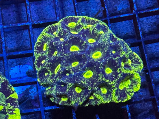 #wholesale_coral# - #saltwater_fish# #saltwater_coral# - #rare corals# - #coralsdepot# - #Corals_Depot# - #live_corals# - #eye - catching - coral# #quality_marine_fish# - #quality - marine# #discoun