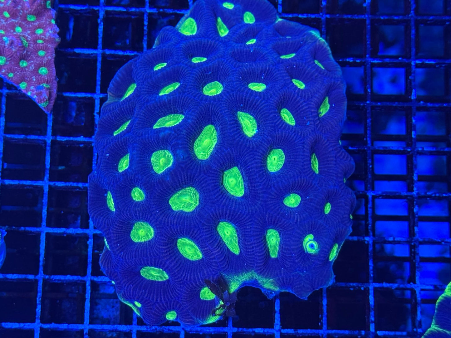 #wholesale_coral# - #saltwater_fish# #saltwater_coral# - #rare corals# - #coralsdepot# - #Corals_Depot# - #live_corals# - #eye - catching - coral# #quality_marine_fish# - #quality - marine# #discoun