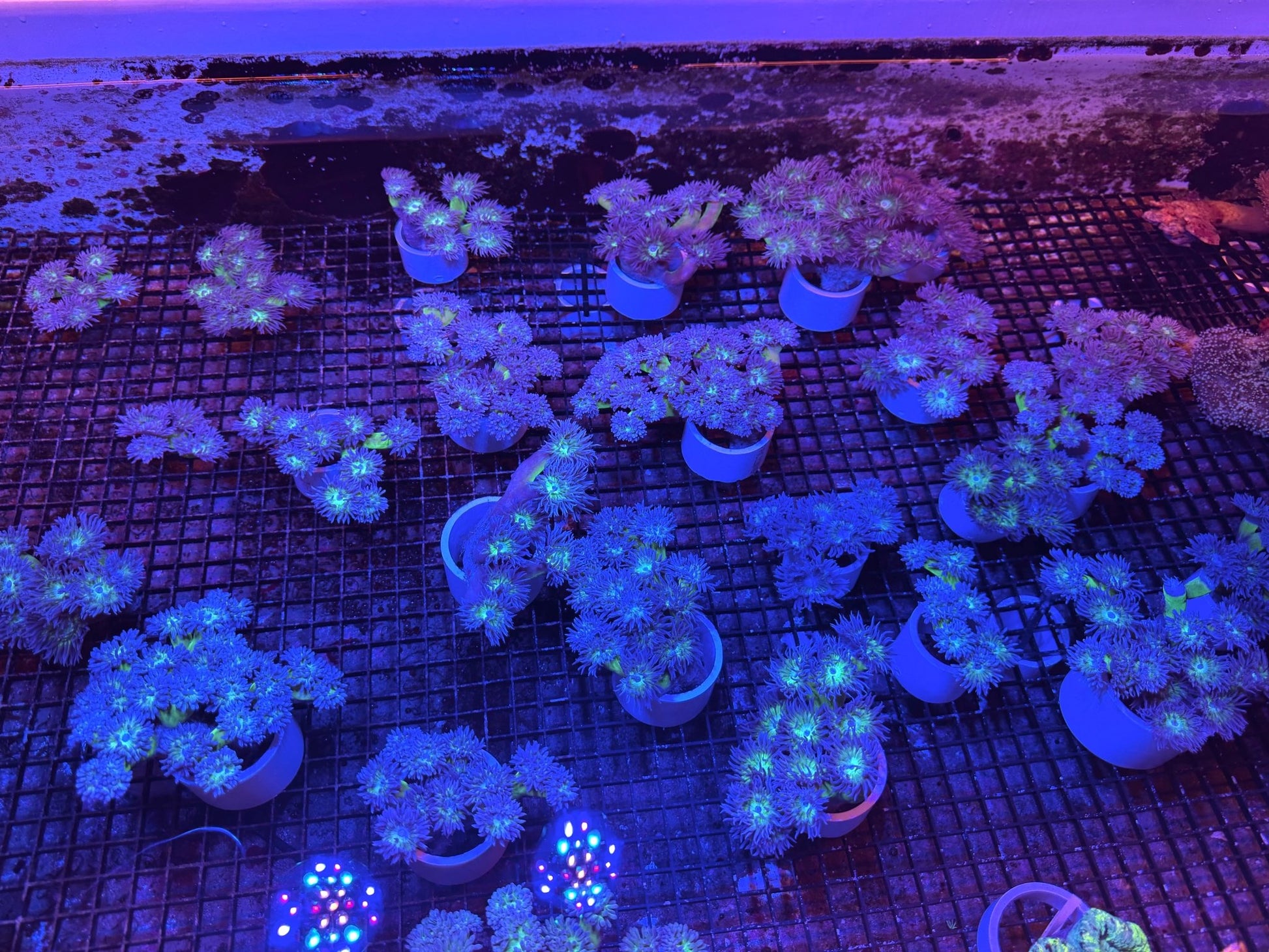 #wholesale_coral# - #saltwater_fish# #saltwater_coral# - #rare corals# - #coralsdepot# - #Corals_Depot# - #live_corals# - #eye - catching - coral# #quality_marine_fish# - #quality - marine# #discoun