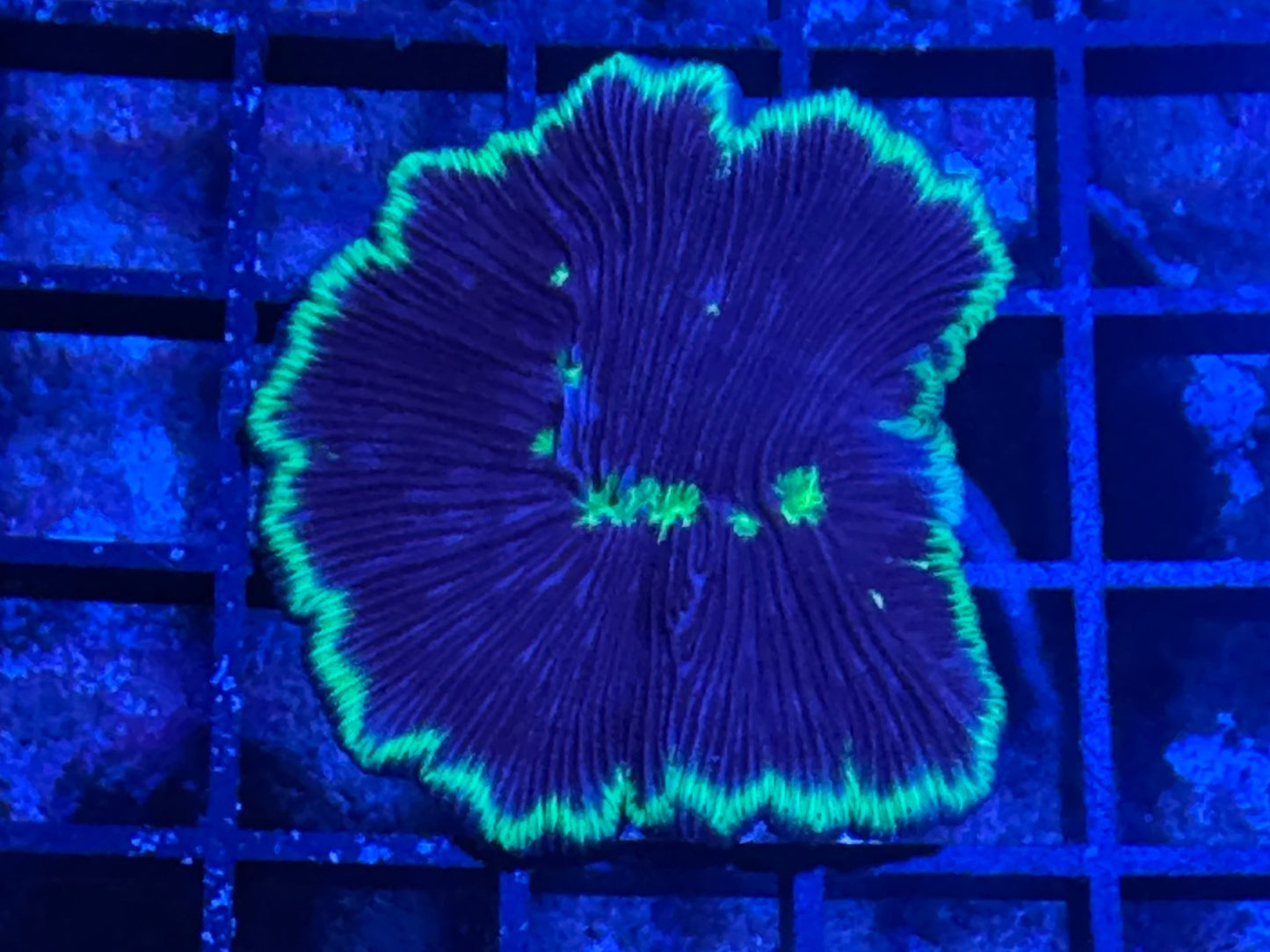 #wholesale_coral# - #saltwater_fish# #saltwater_coral# - #rare corals# - #coralsdepot# - #Corals_Depot# - #live_corals# - #eye - catching - coral# #quality_marine_fish# - #quality - marine# #discoun