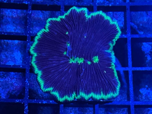 #wholesale_coral# - #saltwater_fish# #saltwater_coral# - #rare corals# - #coralsdepot# - #Corals_Depot# - #live_corals# - #eye - catching - coral# #quality_marine_fish# - #quality - marine# #discoun