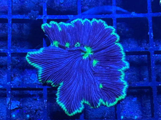 #wholesale_coral# - #saltwater_fish# #saltwater_coral# - #rare corals# - #coralsdepot# - #Corals_Depot# - #live_corals# - #eye - catching - coral# #quality_marine_fish# - #quality - marine# #discoun