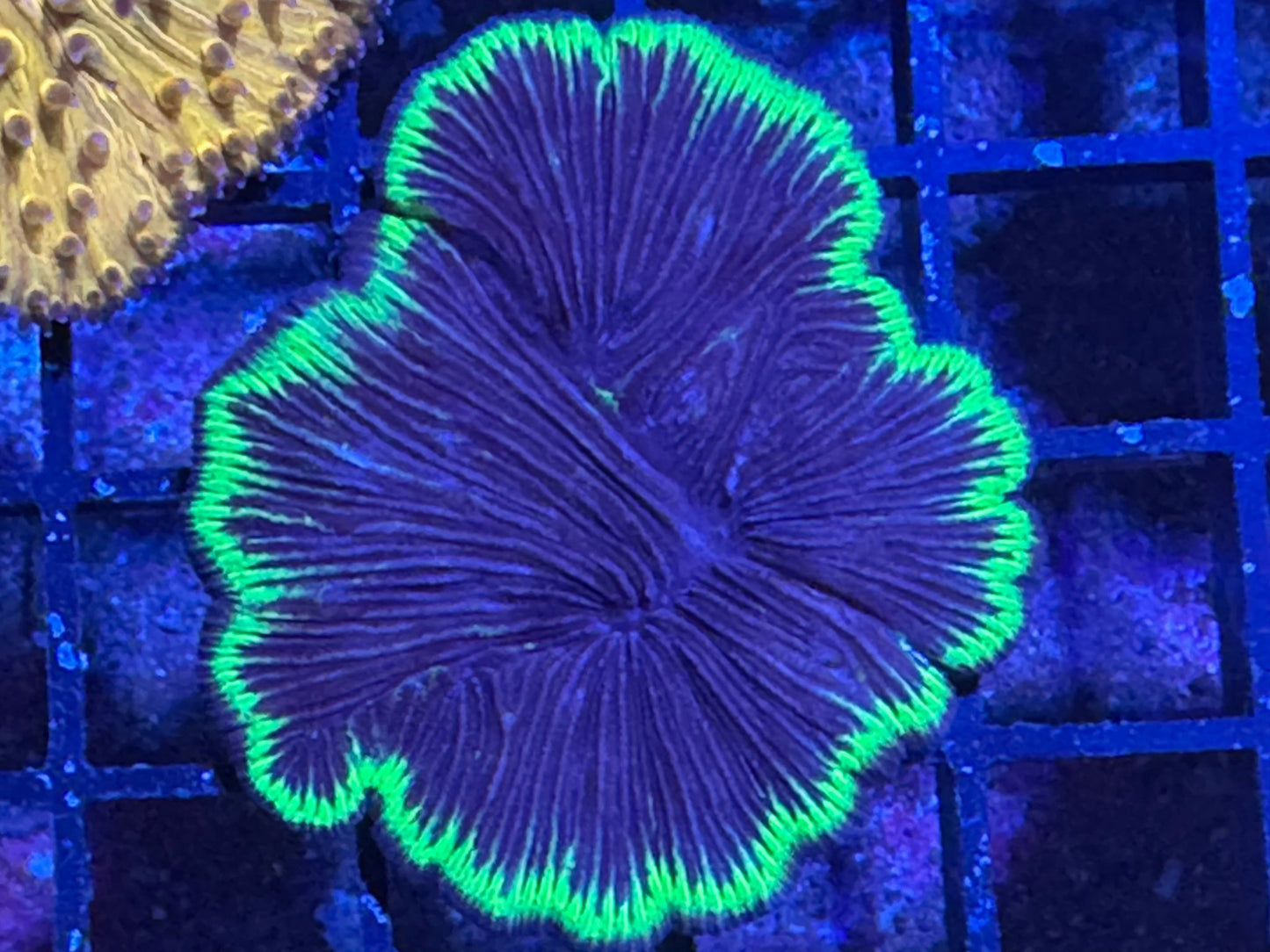 #wholesale_coral# - #saltwater_fish# #saltwater_coral# - #rare corals# - #coralsdepot# - #Corals_Depot# - #live_corals# - #eye - catching - coral# #quality_marine_fish# - #quality - marine# #discoun