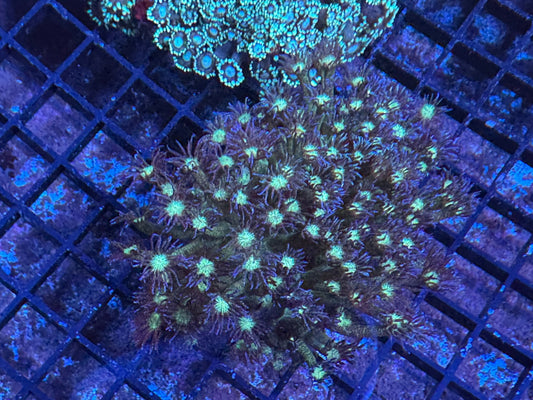 #wholesale_coral# - #saltwater_fish# #saltwater_coral# - #rare corals# - #coralsdepot# - #Corals_Depot# - #live_corals# - #eye - catching - coral# #quality_marine_fish# - #quality - marine# #discoun