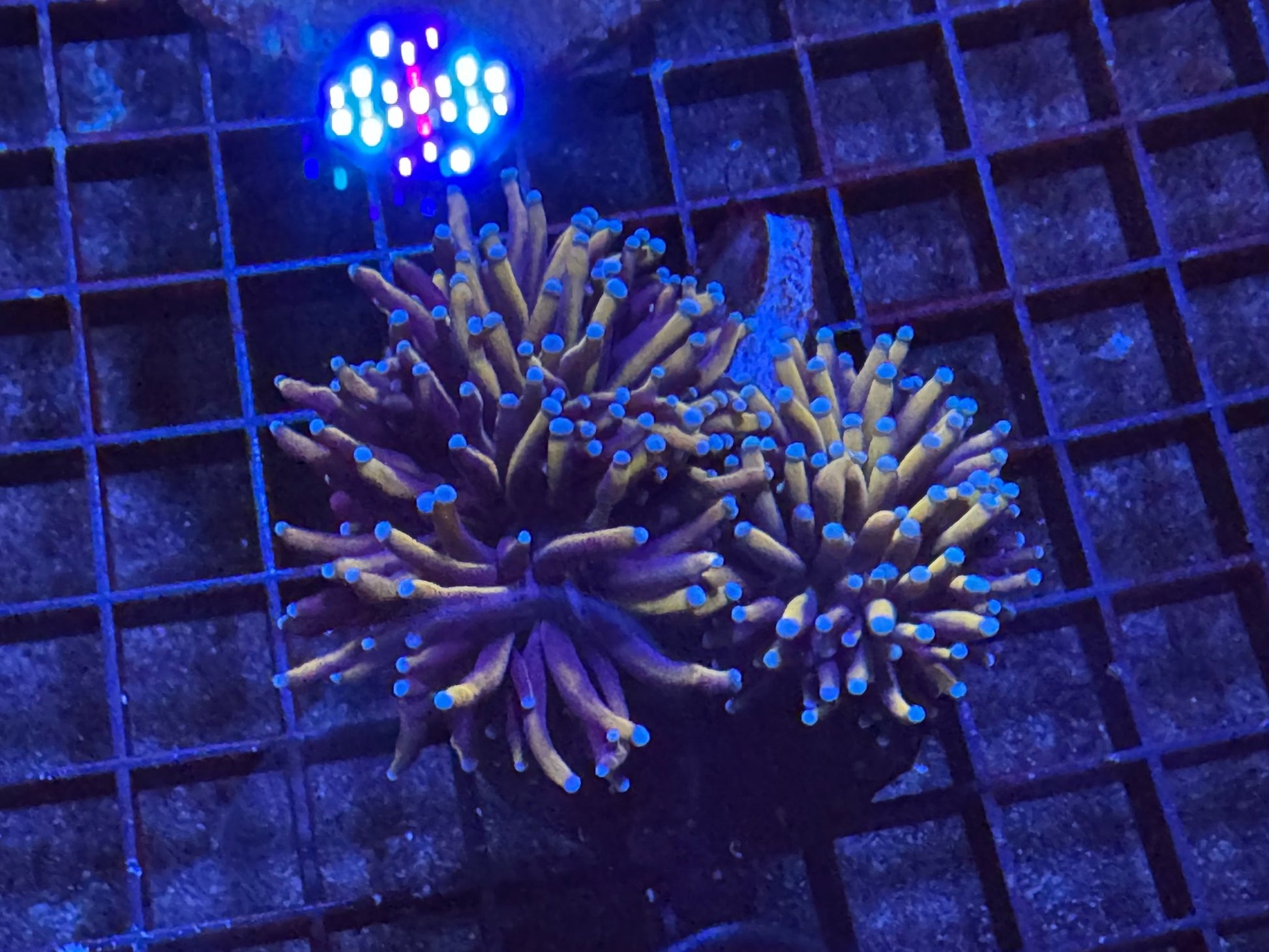 #wholesale_coral# - #saltwater_fish# #saltwater_coral# - #rare corals# - #coralsdepot# - #Corals_Depot# - #live_corals# - #eye - catching - coral# #quality_marine_fish# - #quality - marine# #discoun