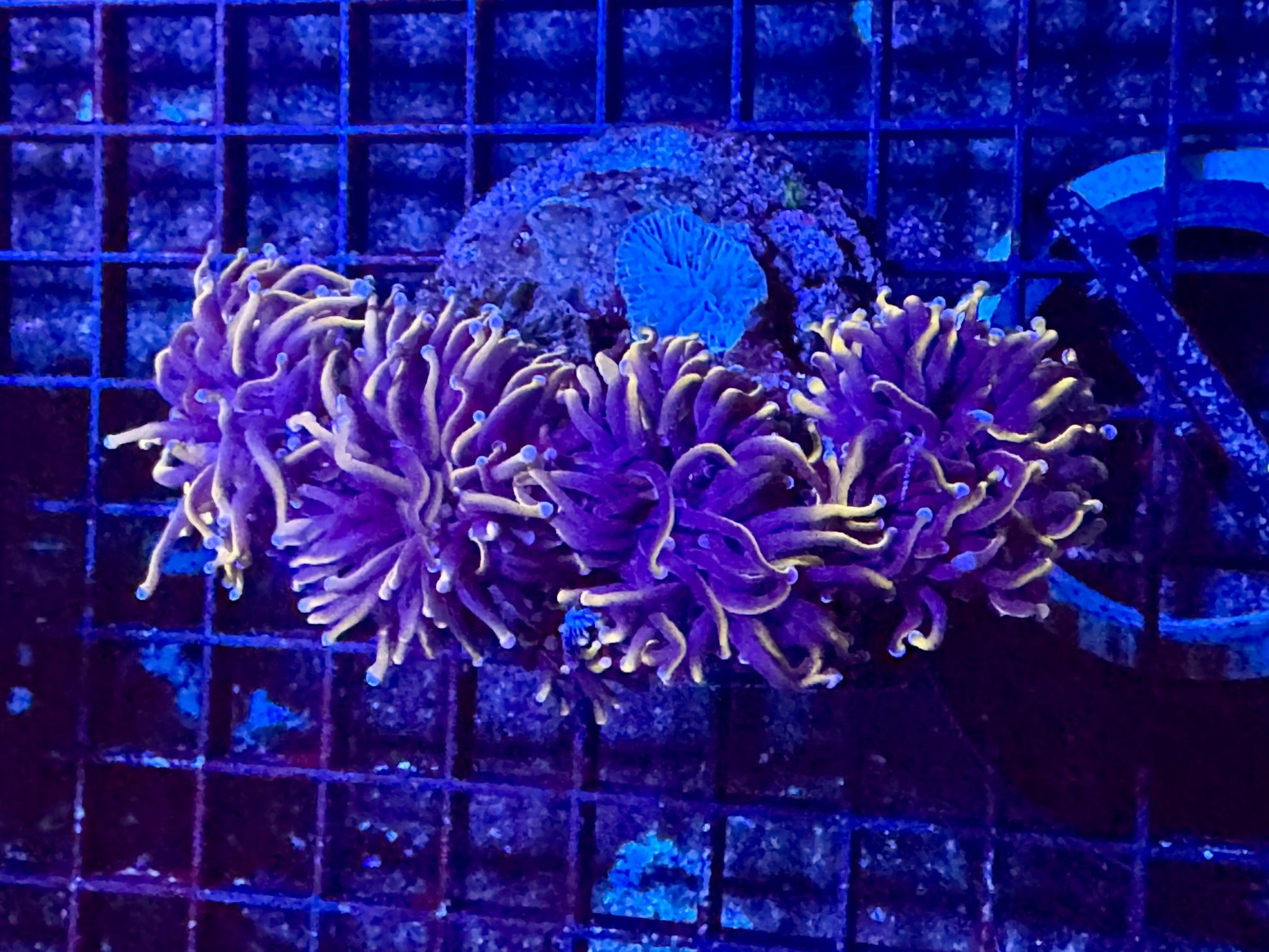 #wholesale_coral# - #saltwater_fish# #saltwater_coral# - #rare corals# - #coralsdepot# - #Corals_Depot# - #live_corals# - #eye - catching - coral# #quality_marine_fish# - #quality - marine# #discoun