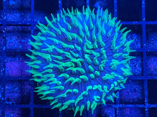 #wholesale_coral# - #saltwater_fish# #saltwater_coral# - #rare corals# - #coralsdepot# - #Corals_Depot# - #live_corals# - #eye - catching - coral# #quality_marine_fish# - #quality - marine# #discoun