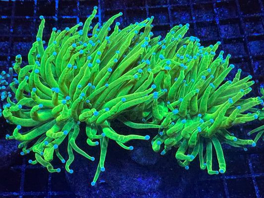 #wholesale_coral# - #saltwater_fish# #saltwater_coral# - #rare corals# - #coralsdepot# - #Corals_Depot# - #live_corals# - #eye - catching - coral# #quality_marine_fish# - #quality - marine# #discoun