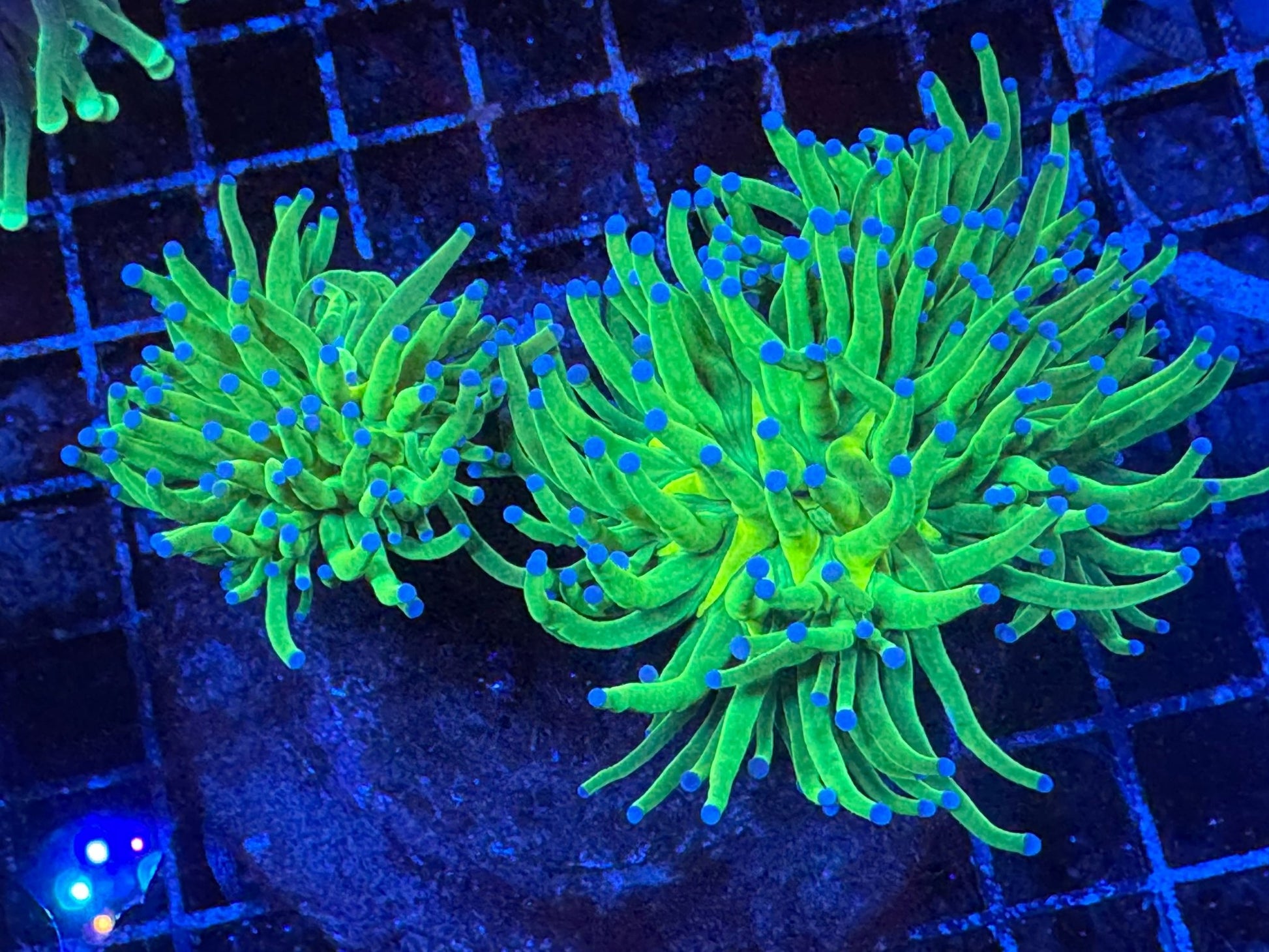 #wholesale_coral# - #saltwater_fish# #saltwater_coral# - #rare corals# - #coralsdepot# - #Corals_Depot# - #live_corals# - #eye - catching - coral# #quality_marine_fish# - #quality - marine# #discoun