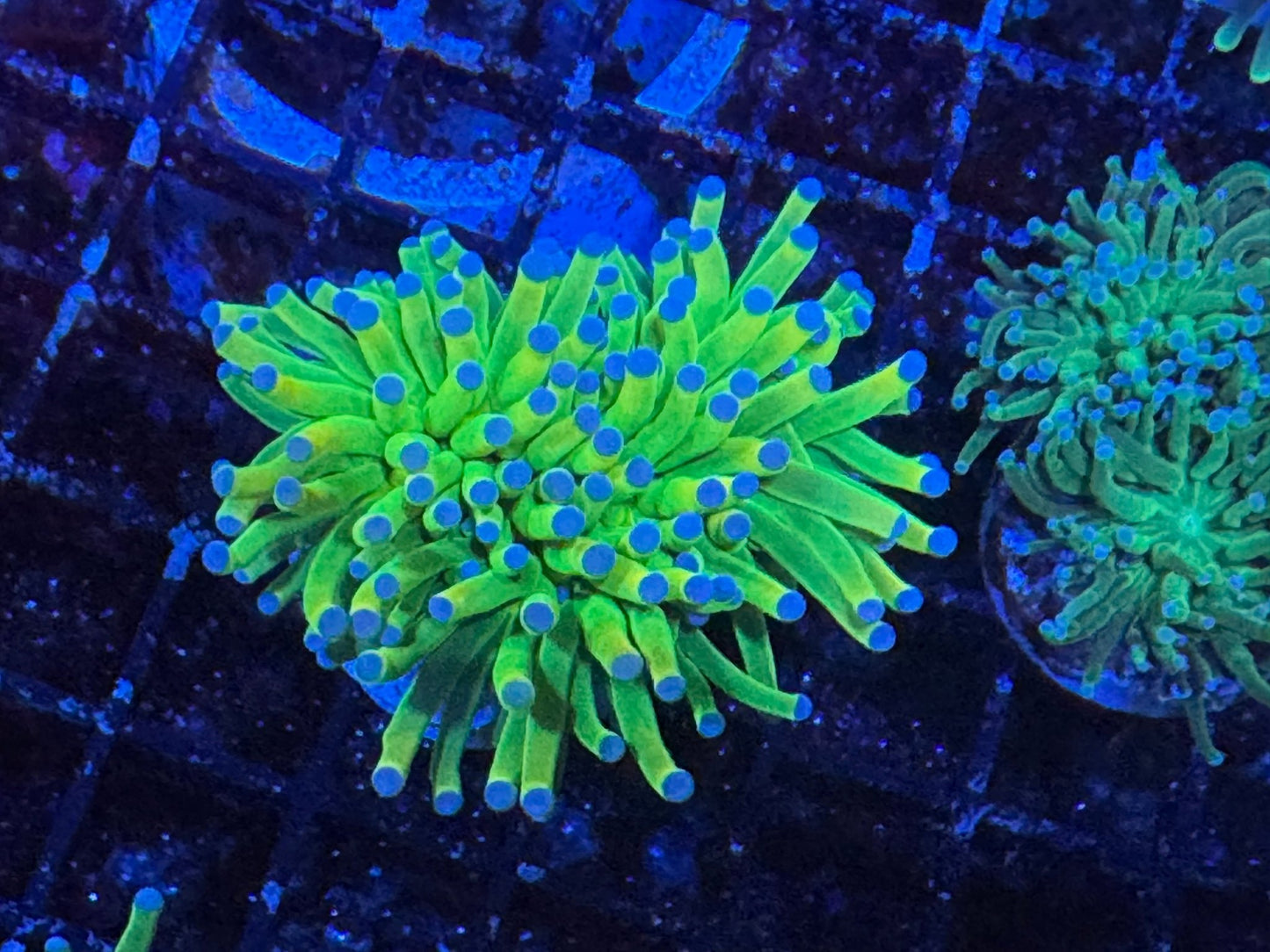 #wholesale_coral# - #saltwater_fish# #saltwater_coral# - #rare corals# - #coralsdepot# - #Corals_Depot# - #live_corals# - #eye - catching - coral# #quality_marine_fish# - #quality - marine# #discoun