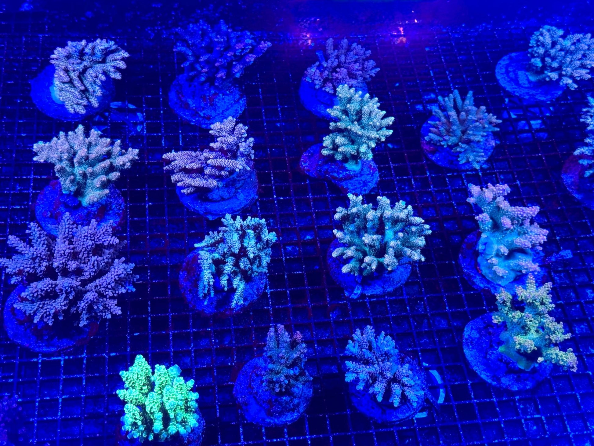 #wholesale_coral# - #saltwater_fish# #saltwater_coral# - #rare corals# - #coralsdepot# - #Corals_Depot# - #live_corals# - #eye - catching - coral# #quality_marine_fish# - #quality - marine# #discoun