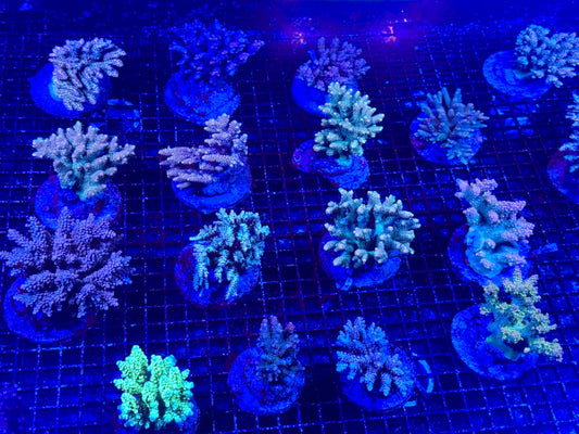 #wholesale_coral# - #saltwater_fish# #saltwater_coral# - #rare corals# - #coralsdepot# - #Corals_Depot# - #live_corals# - #eye - catching - coral# #quality_marine_fish# - #quality - marine# #discoun