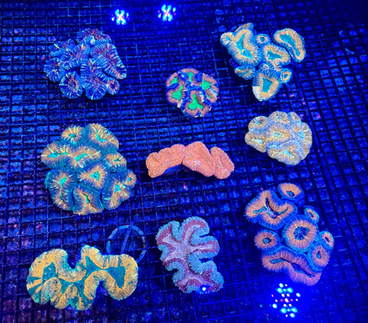 #wholesale_coral# - #saltwater_fish# #saltwater_coral# - #rare corals# - #coralsdepot# - #Corals_Depot# - #live_corals# - #eye - catching - coral# #quality_marine_fish# - #quality - marine# #discoun