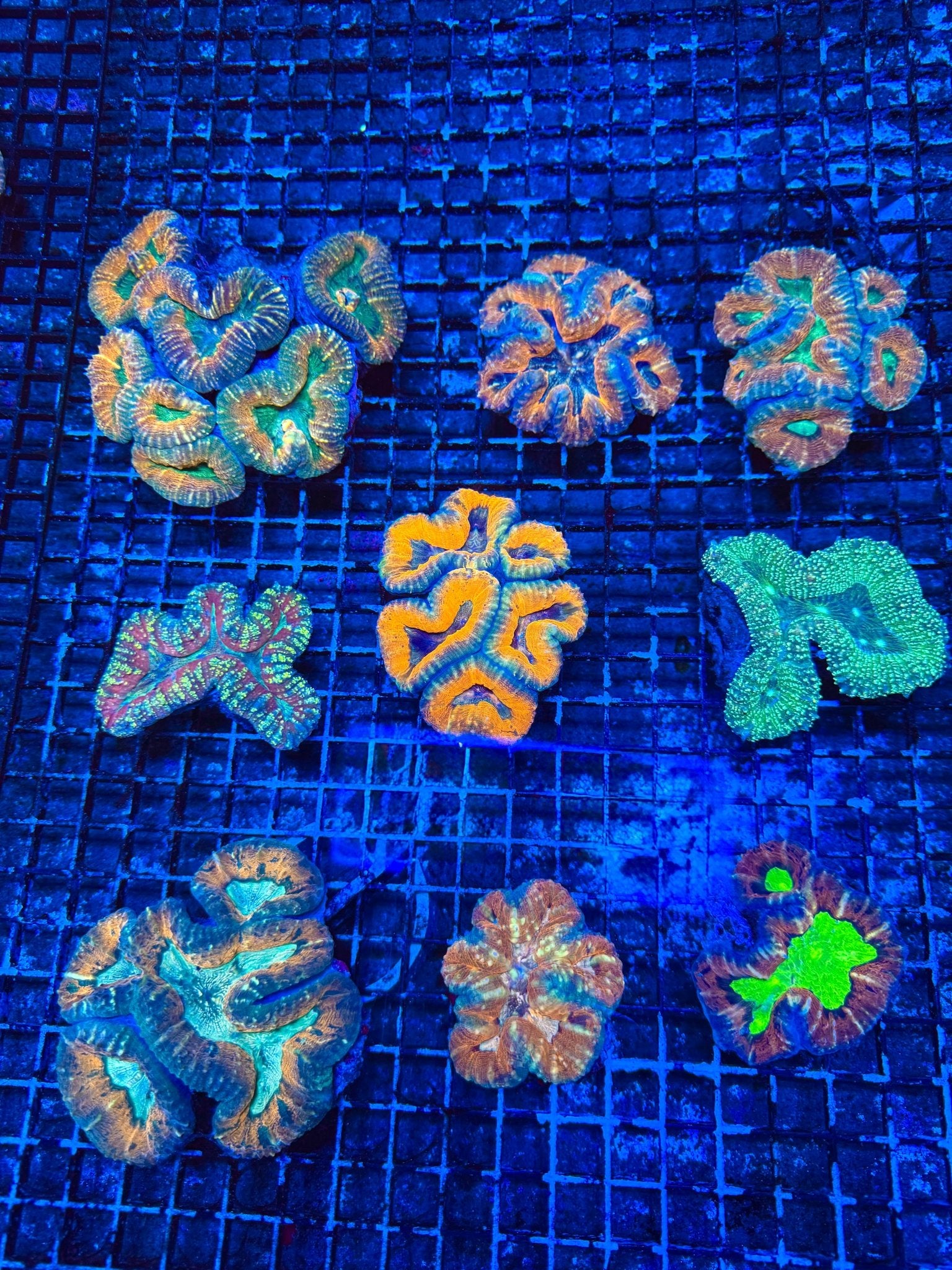 #wholesale_coral# - #saltwater_fish# #saltwater_coral# - #rare corals# - #coralsdepot# - #Corals_Depot# - #live_corals# - #eye - catching - coral# #quality_marine_fish# - #quality - marine# #discoun