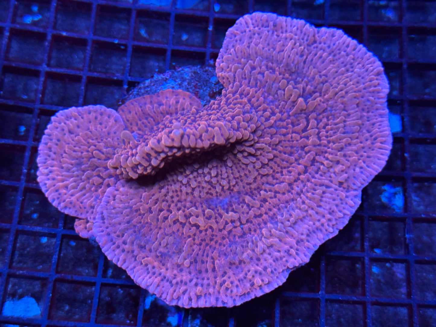 #wholesale_coral# - #saltwater_fish# #saltwater_coral# - #rare corals# - #coralsdepot# - #Corals_Depot# - #live_corals# - #eye - catching - coral# #quality_marine_fish# - #quality - marine# #discoun