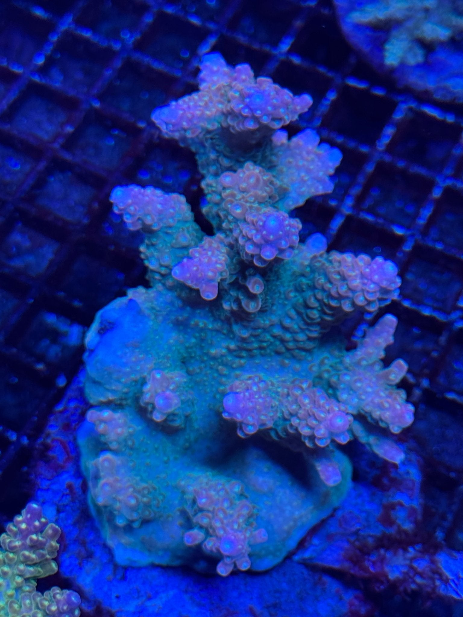 #wholesale_coral# - #saltwater_fish# #saltwater_coral# - #rare corals# - #coralsdepot# - #Corals_Depot# - #live_corals# - #eye - catching - coral# #quality_marine_fish# - #quality - marine# #discoun