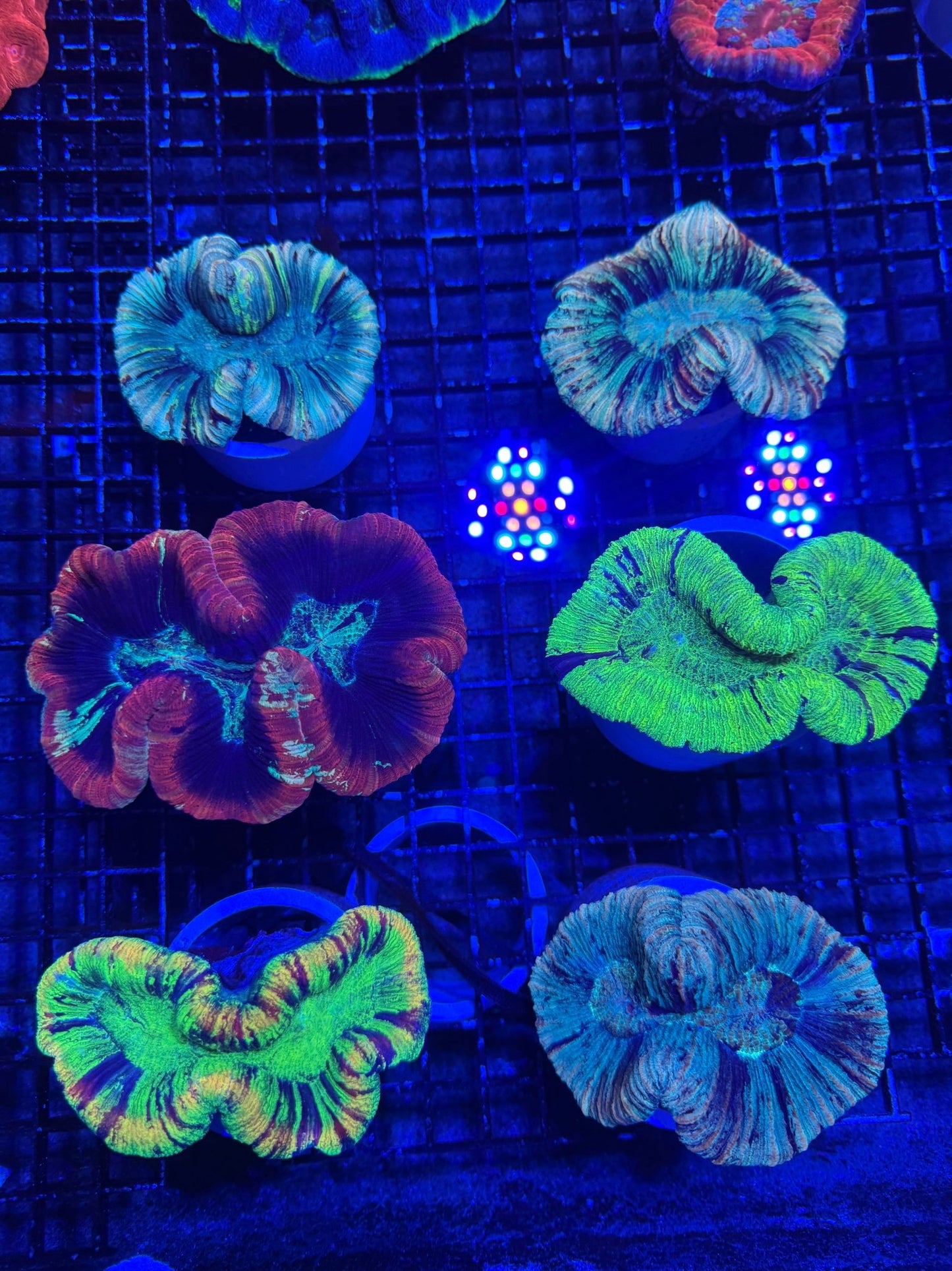 #wholesale_coral# - #saltwater_fish# #saltwater_coral# - #rare corals# - #coralsdepot# - #Corals_Depot# - #live_corals# - #eye - catching - coral# #quality_marine_fish# - #quality - marine# #discoun