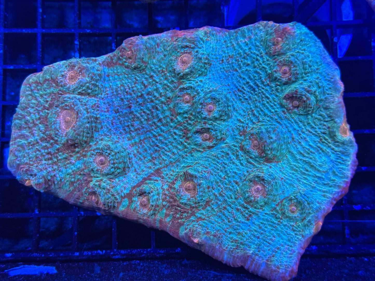 #wholesale_coral# - #saltwater_fish# #saltwater_coral# - #rare corals# - #coralsdepot# - #Corals_Depot# - #live_corals# - #eye - catching - coral# #quality_marine_fish# - #quality - marine# #discoun