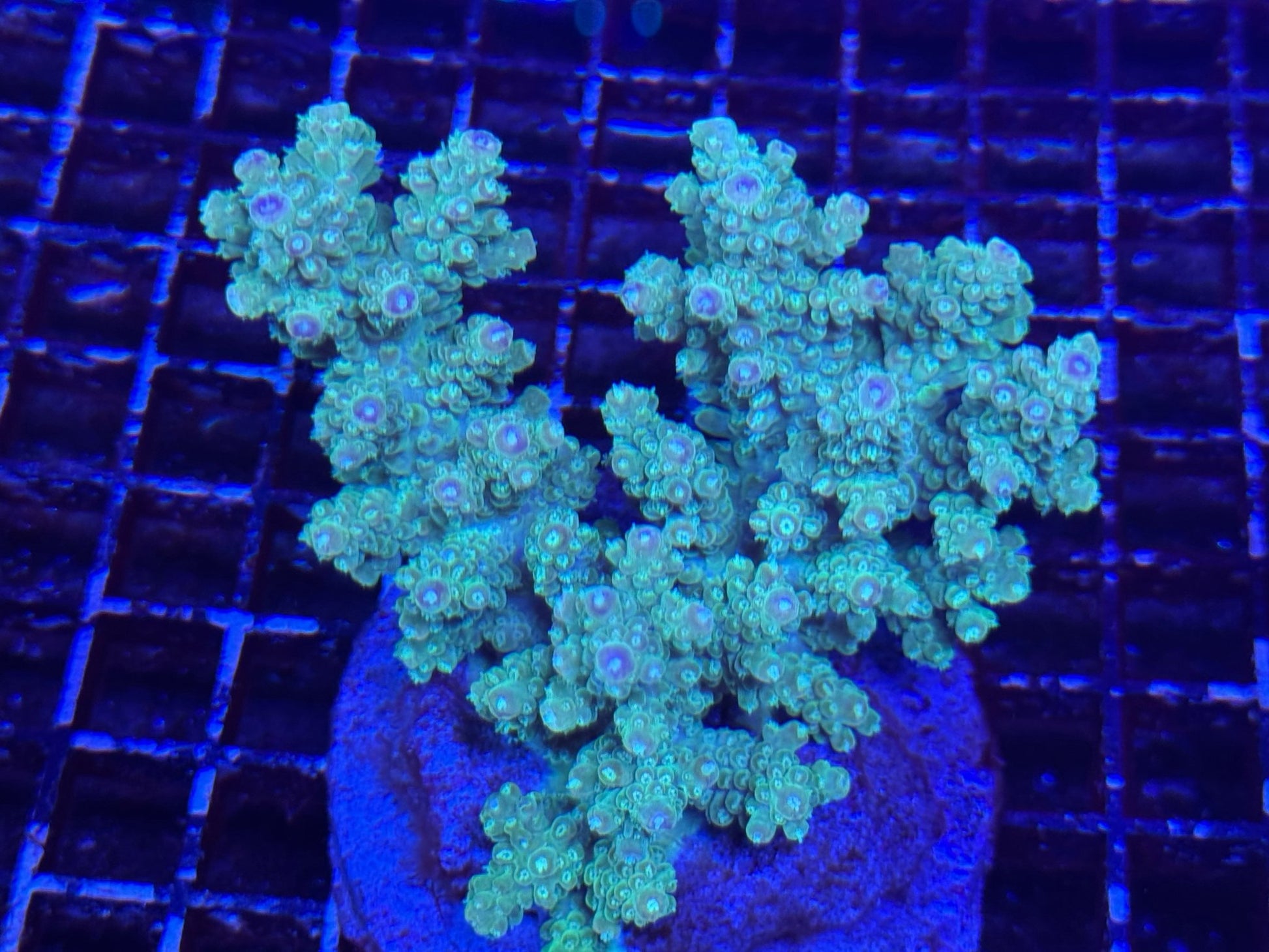 #wholesale_coral# - #saltwater_fish# #saltwater_coral# - #rare corals# - #coralsdepot# - #Corals_Depot# - #live_corals# - #eye - catching - coral# #quality_marine_fish# - #quality - marine# #discoun