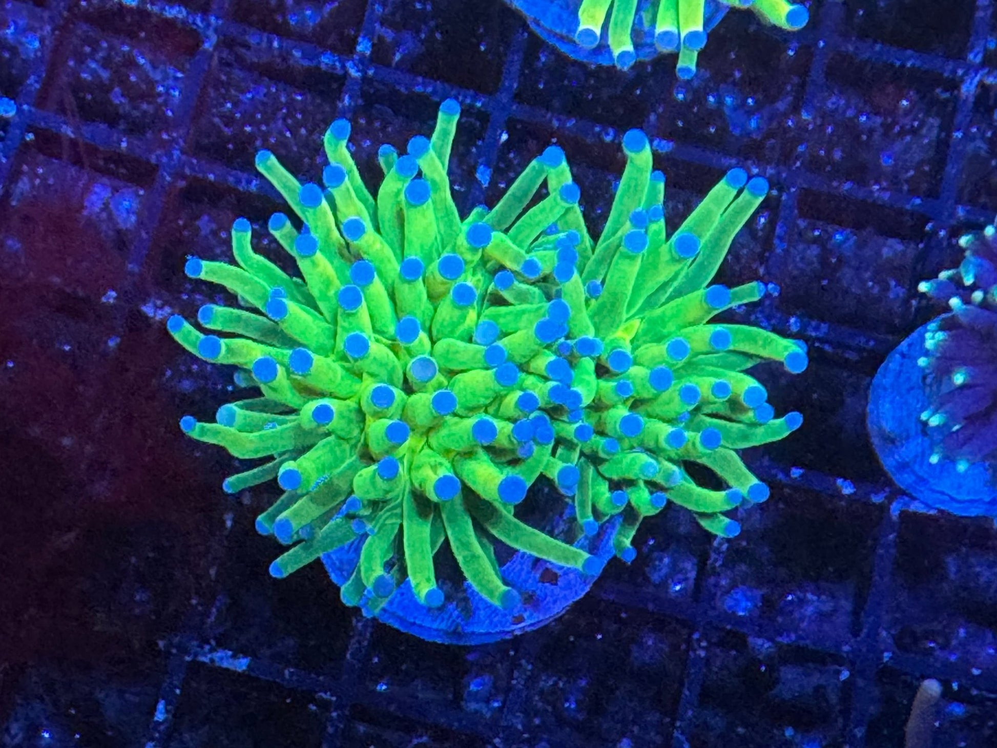 #wholesale_coral# - #saltwater_fish# #saltwater_coral# - #rare corals# - #coralsdepot# - #Corals_Depot# - #live_corals# - #eye - catching - coral# #quality_marine_fish# - #quality - marine# #discoun