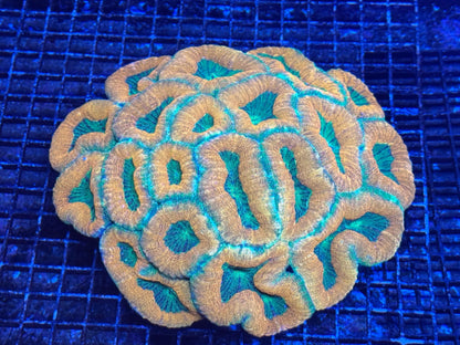 #wholesale_coral# - #saltwater_fish# #saltwater_coral# - #rare corals# - #coralsdepot# - #Corals_Depot# - #live_corals# - #eye - catching - coral# #quality_marine_fish# - #quality - marine# #discoun