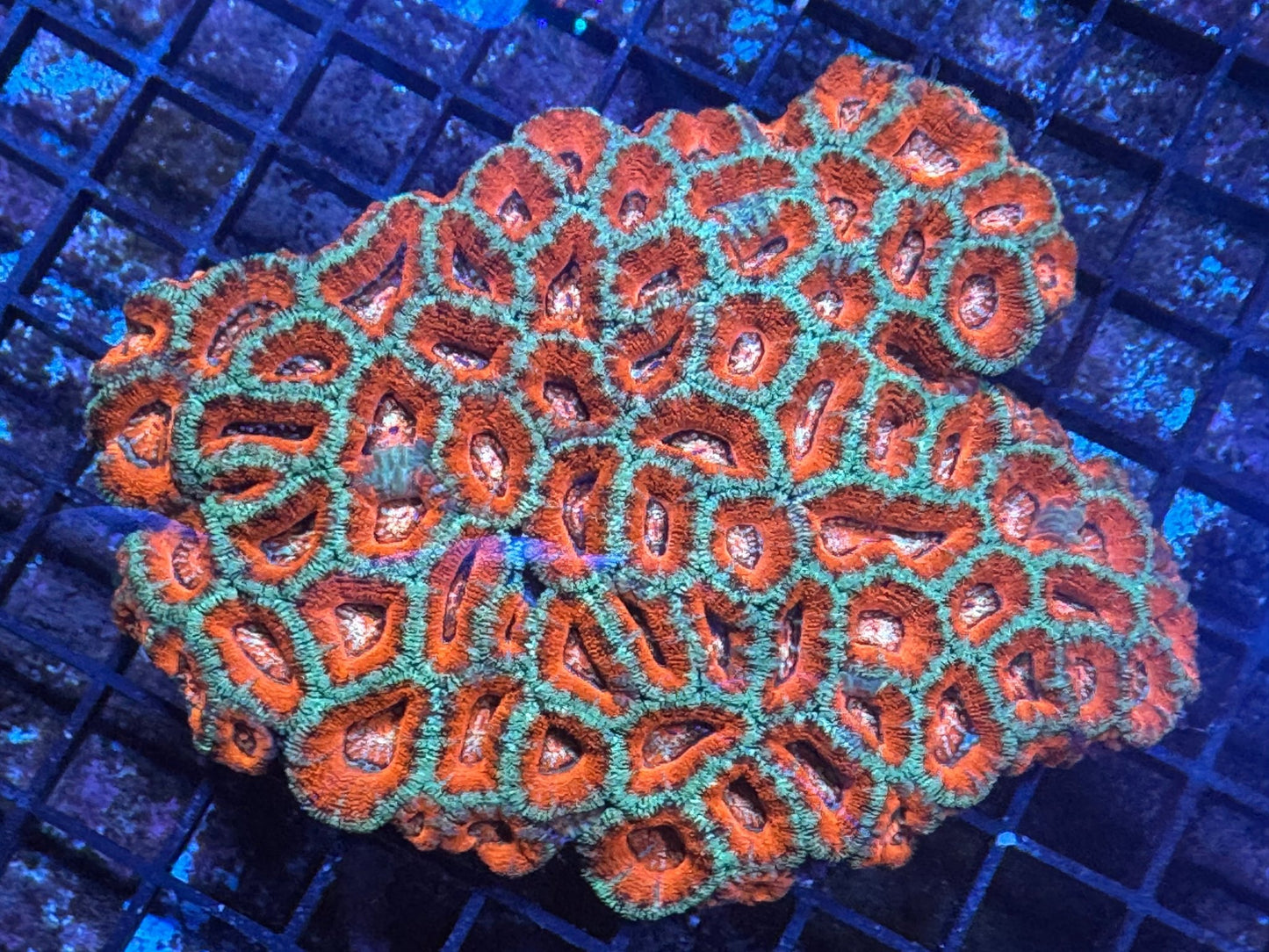 #wholesale_coral# - #saltwater_fish# #saltwater_coral# - #rare corals# - #coralsdepot# - #Corals_Depot# - #live_corals# - #eye - catching - coral# #quality_marine_fish# - #quality - marine# #discoun