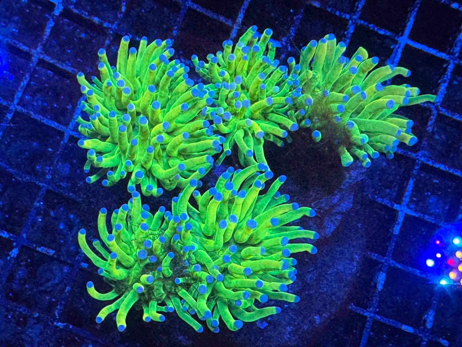 #wholesale_coral# - #saltwater_fish# #saltwater_coral# - #rare corals# - #coralsdepot# - #Corals_Depot# - #live_corals# - #eye - catching - coral# #quality_marine_fish# - #quality - marine# #discoun