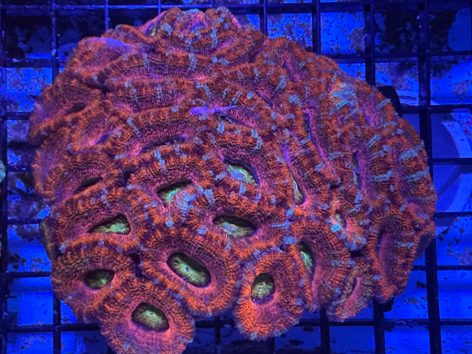 #wholesale_coral# - #saltwater_fish# #saltwater_coral# - #rare corals# - #coralsdepot# - #Corals_Depot# - #live_corals# - #eye - catching - coral# #quality_marine_fish# - #quality - marine# #discoun