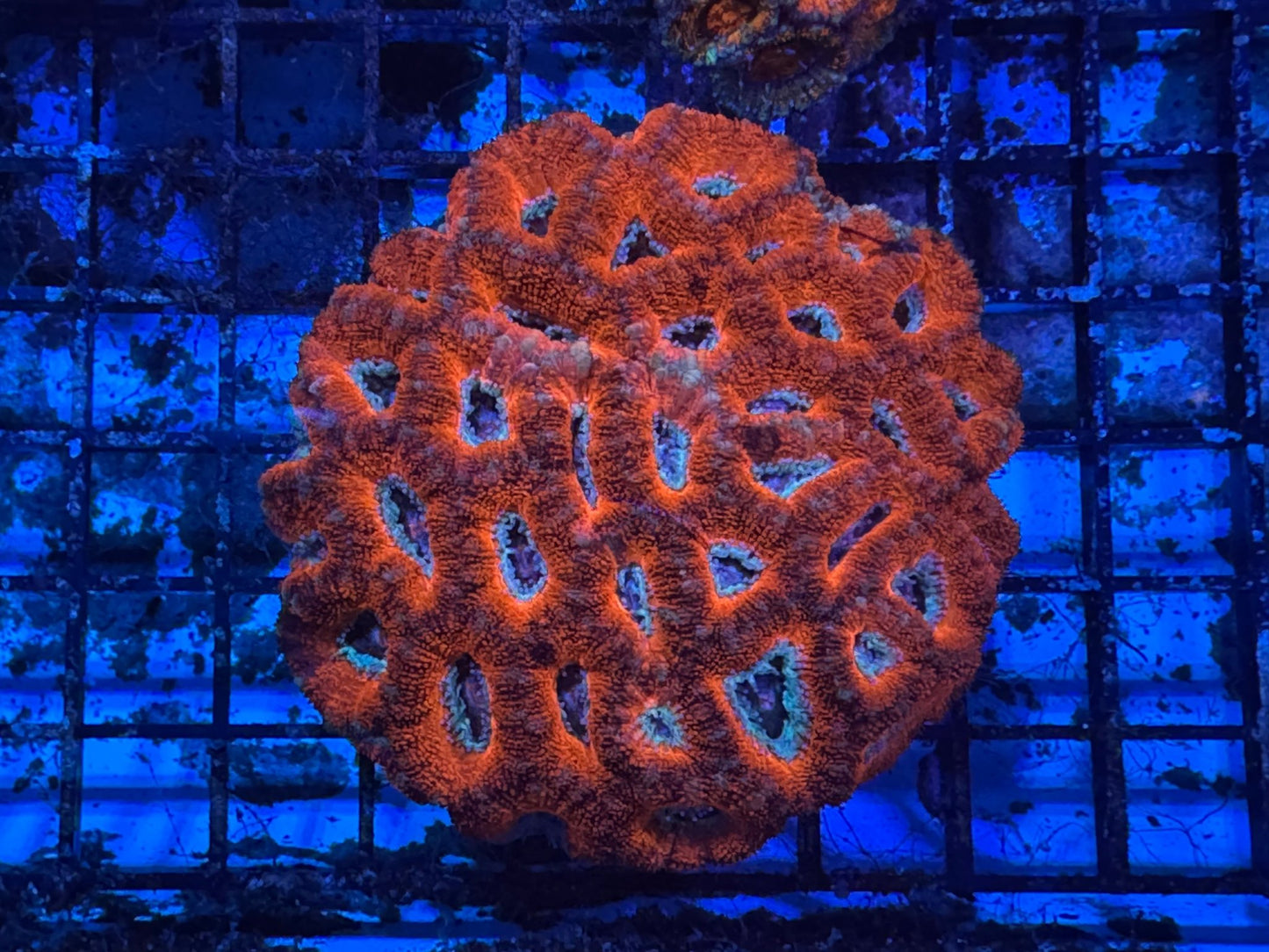 #wholesale_coral# - #saltwater_fish# #saltwater_coral# - #rare corals# - #coralsdepot# - #Corals_Depot# - #live_corals# - #eye - catching - coral# #quality_marine_fish# - #quality - marine# #discoun