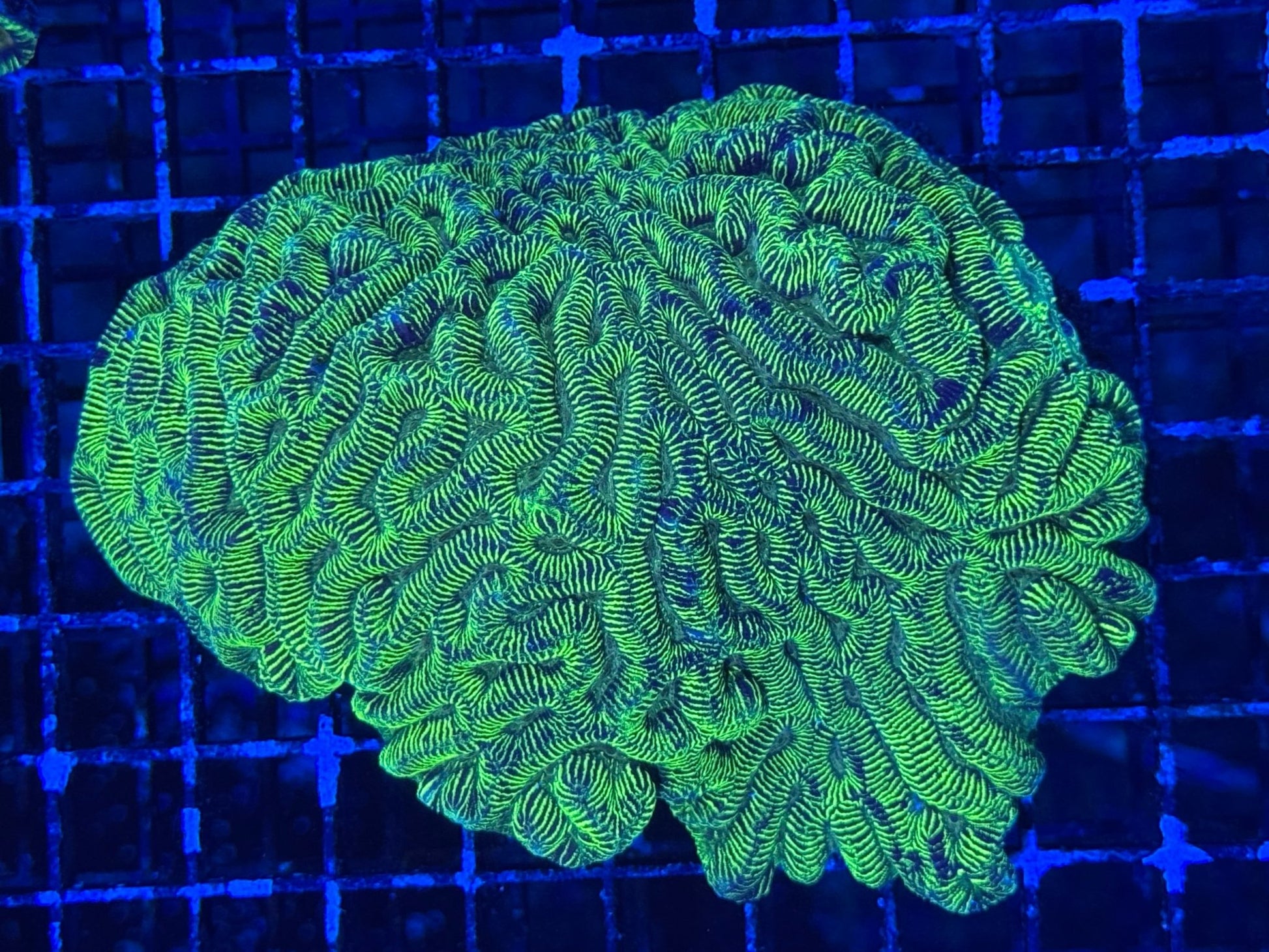 #wholesale_coral# - #saltwater_fish# #saltwater_coral# - #rare corals# - #coralsdepot# - #Corals_Depot# - #live_corals# - #eye - catching - coral# #quality_marine_fish# - #quality - marine# #discoun