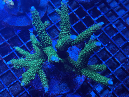 #wholesale_coral# - #saltwater_fish# #saltwater_coral# - #rare corals# - #coralsdepot# - #Corals_Depot# - #live_corals# - #eye - catching - coral# #quality_marine_fish# - #quality - marine# #discoun