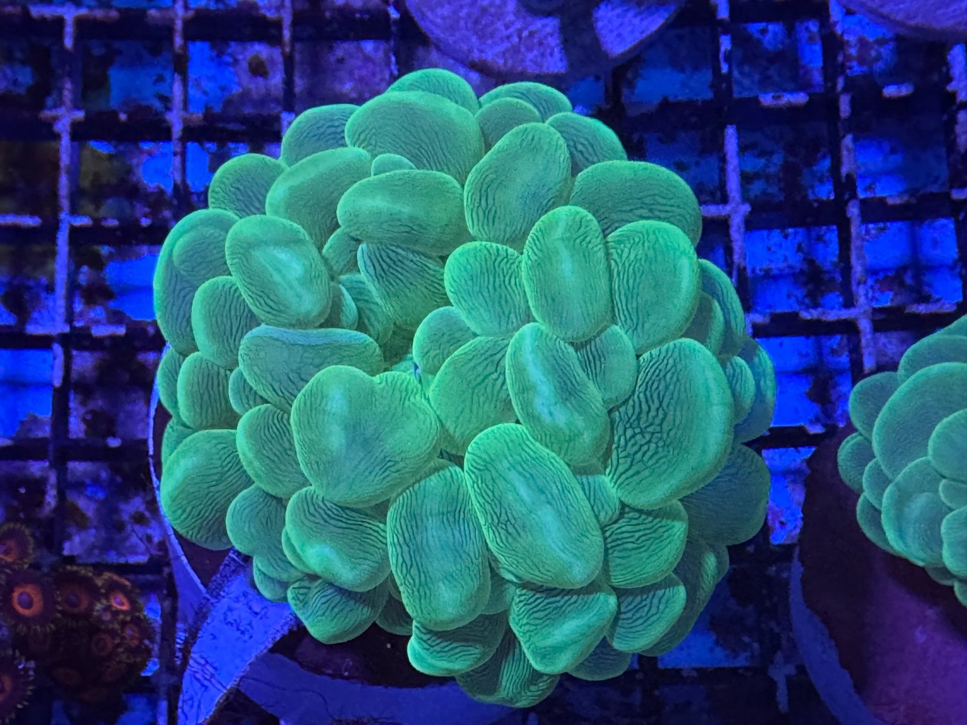 #wholesale_coral# - #saltwater_fish# #saltwater_coral# - #rare corals# - #coralsdepot# - #Corals_Depot# - #live_corals# - #eye - catching - coral# #quality_marine_fish# - #quality - marine# #discoun