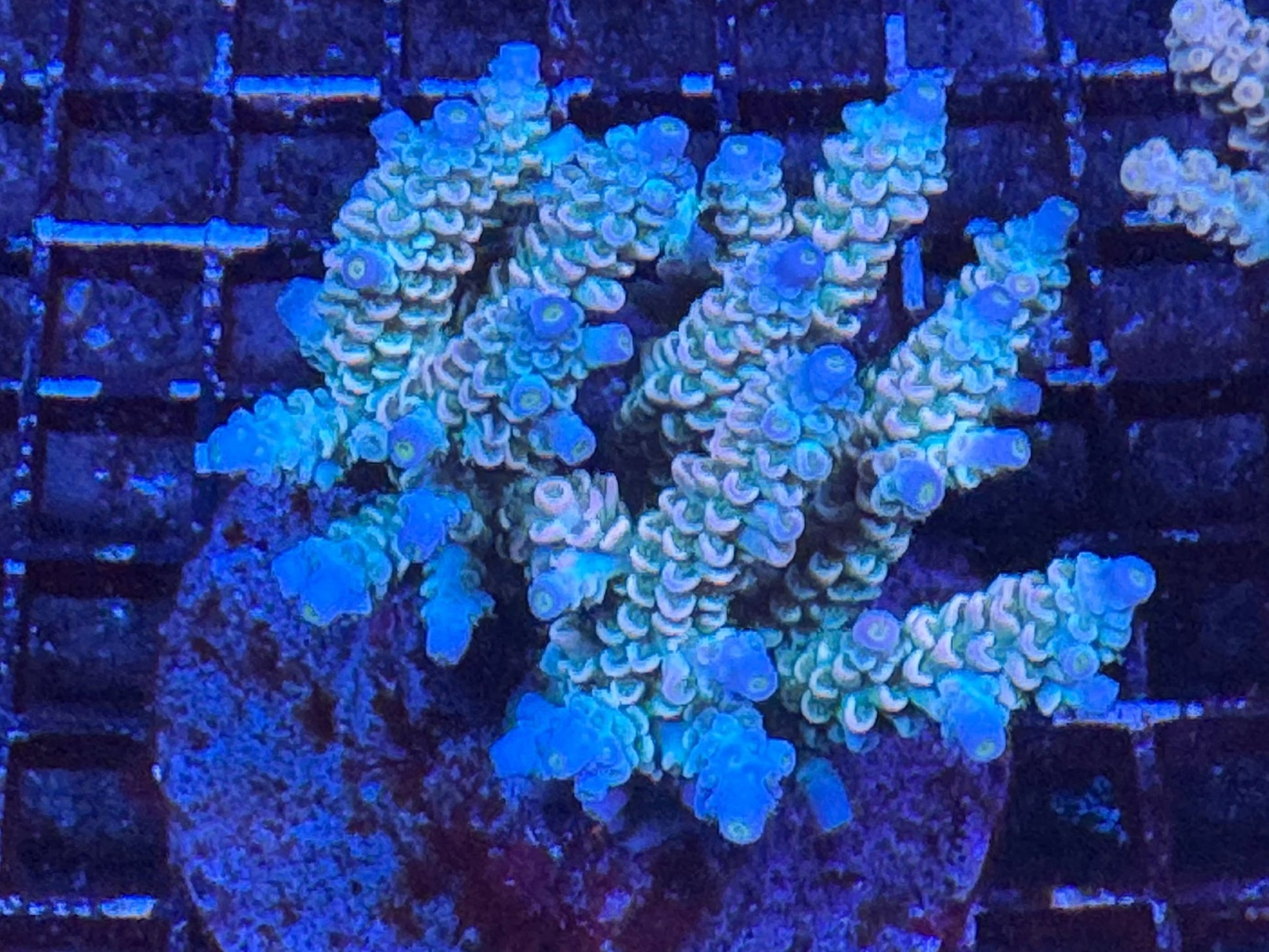 #wholesale_coral# - #saltwater_fish# #saltwater_coral# - #rare corals# - #coralsdepot# - #Corals_Depot# - #live_corals# - #eye - catching - coral# #quality_marine_fish# - #quality - marine# #discoun