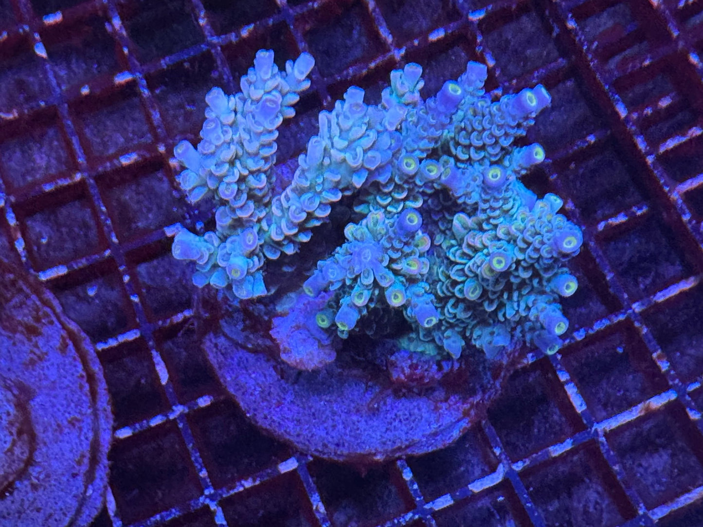 #wholesale_coral# - #saltwater_fish# #saltwater_coral# - #rare corals# - #coralsdepot# - #Corals_Depot# - #live_corals# - #eye - catching - coral# #quality_marine_fish# - #quality - marine# #discoun