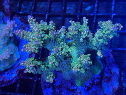 #wholesale_coral# - #saltwater_fish# #saltwater_coral# - #rare corals# - #coralsdepot# - #Corals_Depot# - #live_corals# - #eye - catching - coral# #quality_marine_fish# - #quality - marine# #discoun