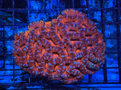 #wholesale_coral# - #saltwater_fish# #saltwater_coral# - #rare corals# - #coralsdepot# - #Corals_Depot# - #live_corals# - #eye - catching - coral# #quality_marine_fish# - #quality - marine# #discoun