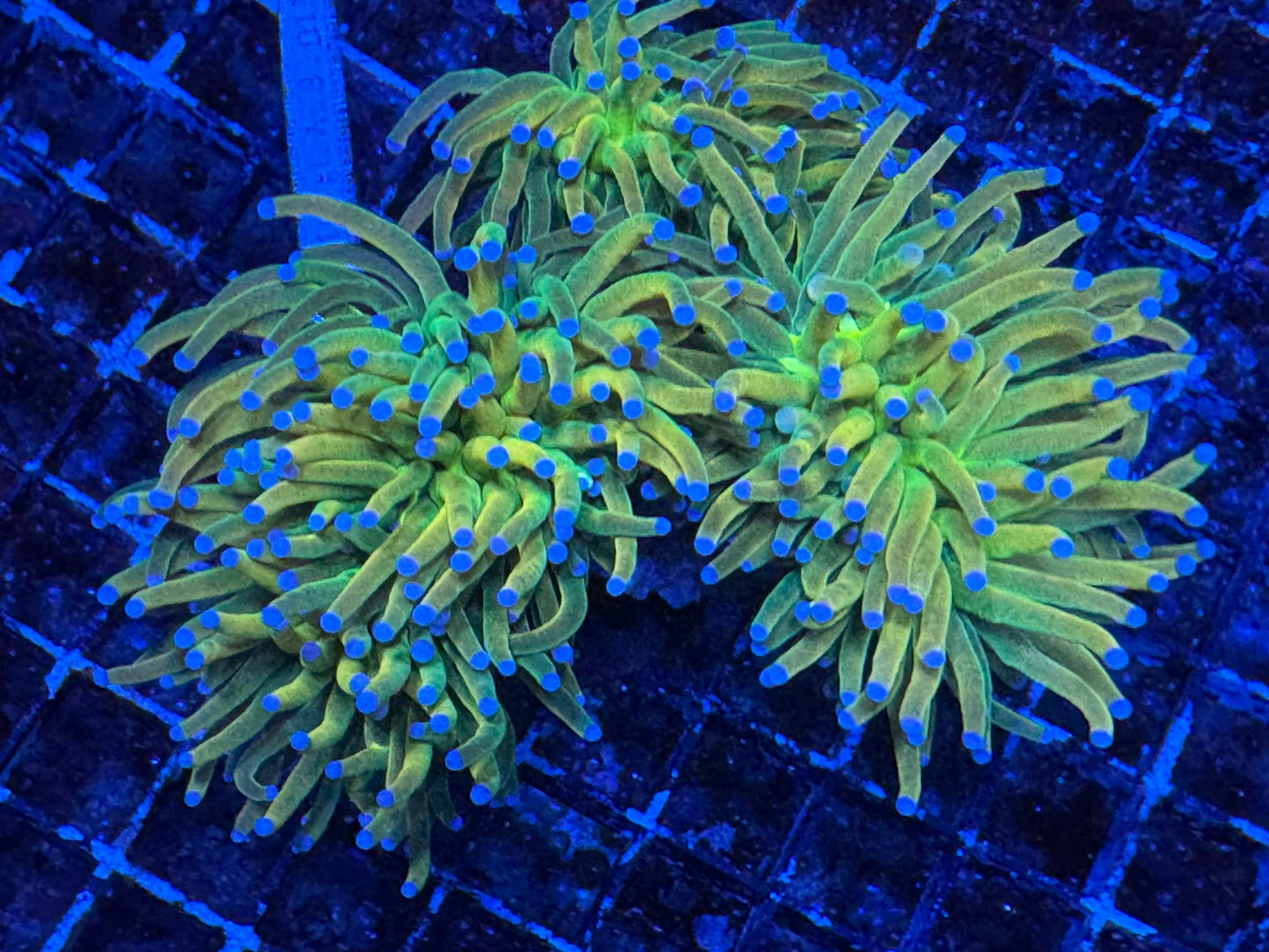 #wholesale_coral# - #saltwater_fish# #saltwater_coral# - #rare corals# - #coralsdepot# - #Corals_Depot# - #live_corals# - #eye - catching - coral# #quality_marine_fish# - #quality - marine# #discoun