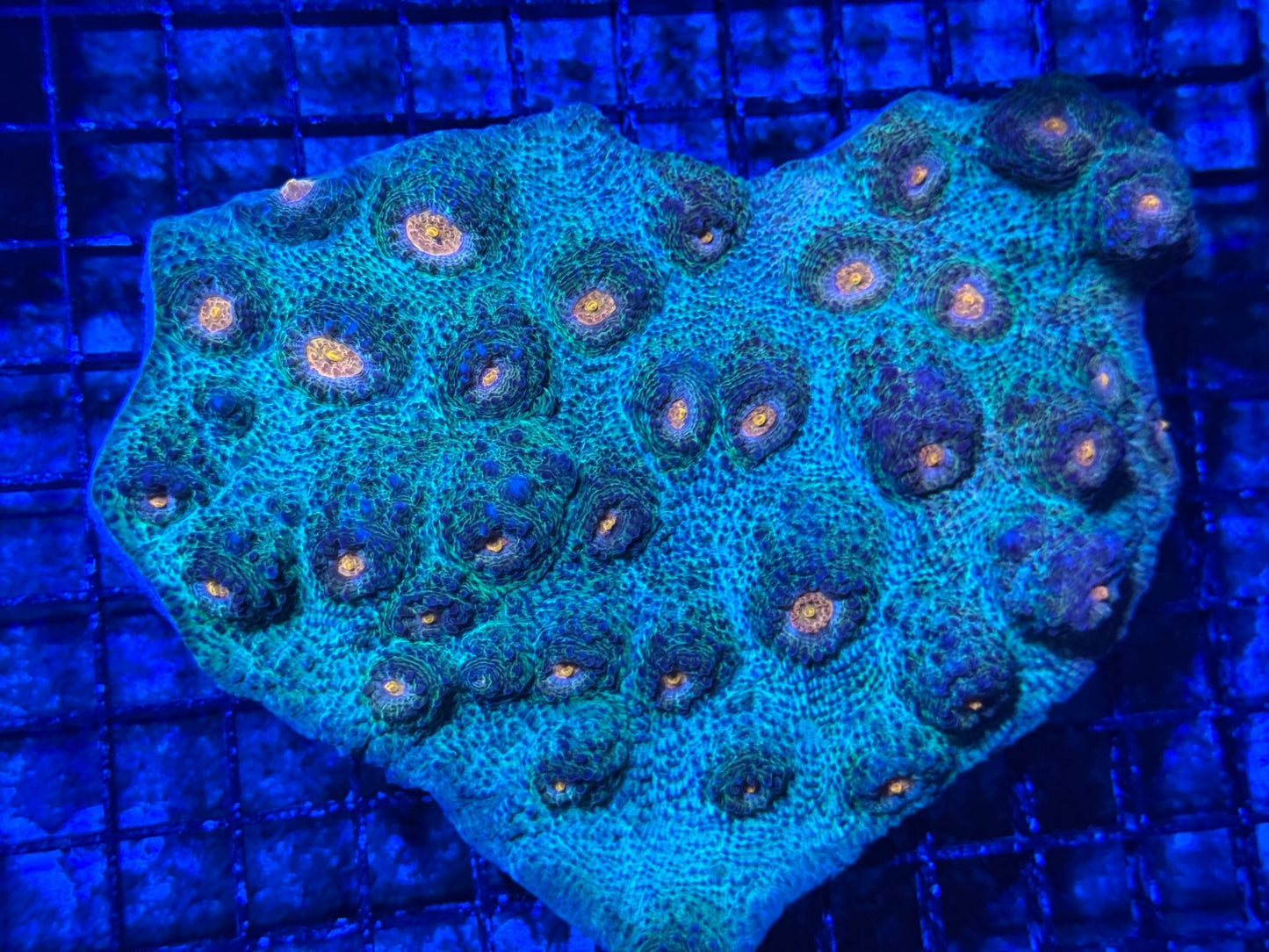 #wholesale_coral# - #saltwater_fish# #saltwater_coral# - #rare corals# - #coralsdepot# - #Corals_Depot# - #live_corals# - #eye - catching - coral# #quality_marine_fish# - #quality - marine# #discoun