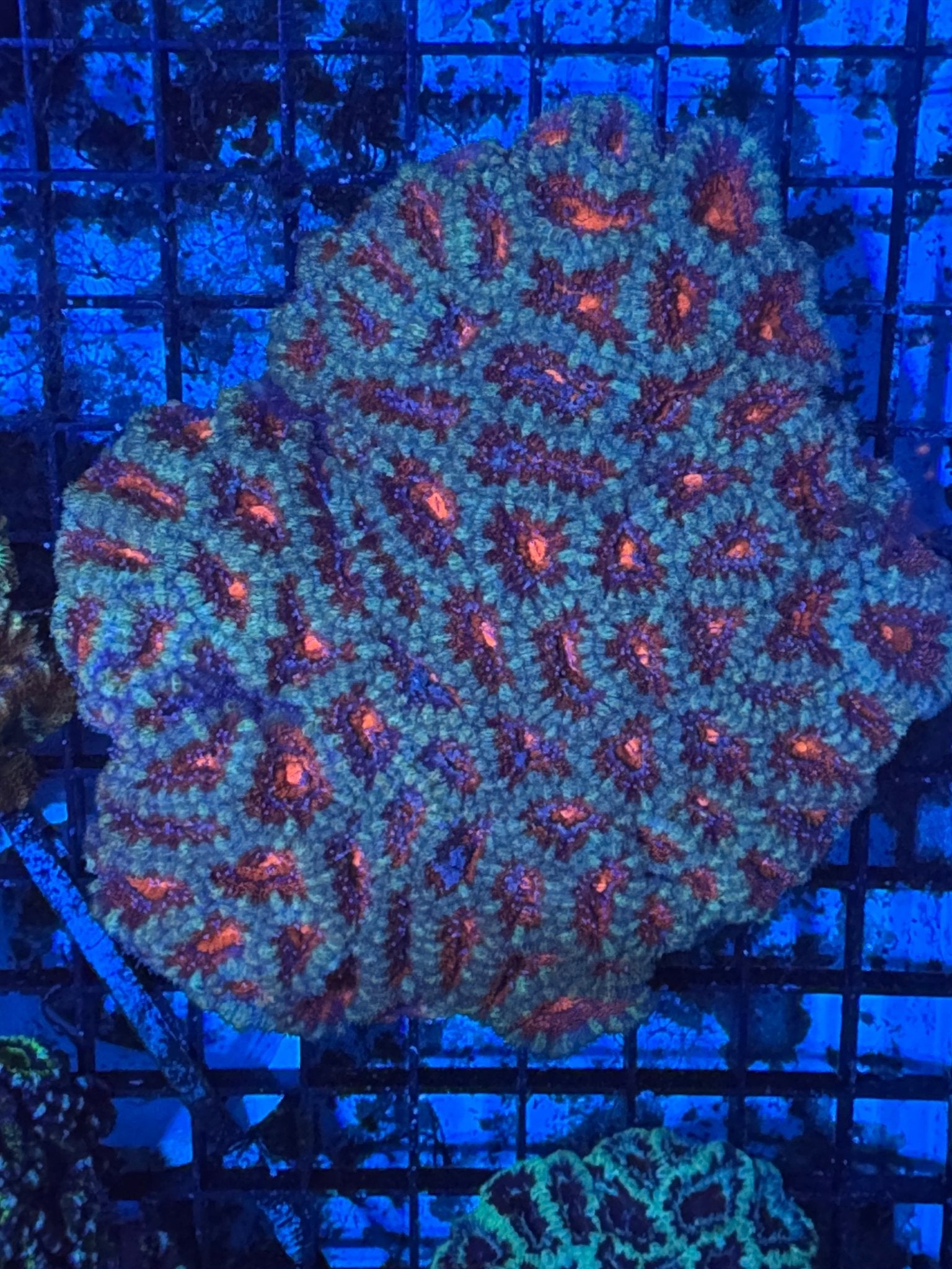 #wholesale_coral# - #saltwater_fish# #saltwater_coral# - #rare corals# - #coralsdepot# - #Corals_Depot# - #live_corals# - #eye - catching - coral# #quality_marine_fish# - #quality - marine# #discoun