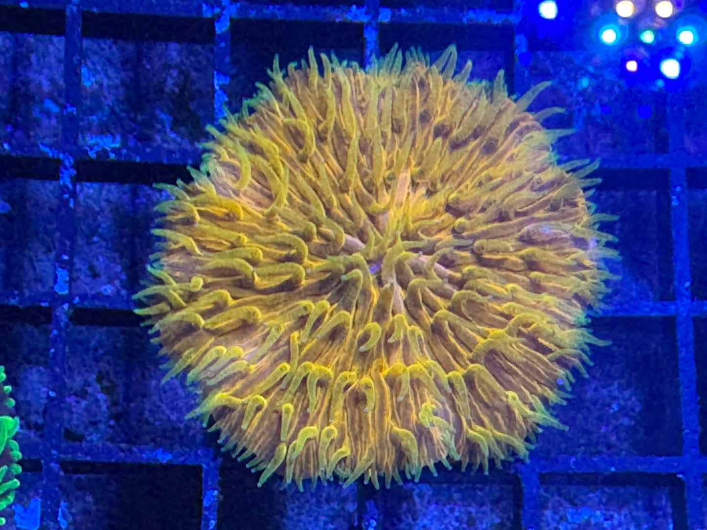 #wholesale_coral# - #saltwater_fish# #saltwater_coral# - #rare corals# - #coralsdepot# - #Corals_Depot# - #live_corals# - #eye - catching - coral# #quality_marine_fish# - #quality - marine# #discoun